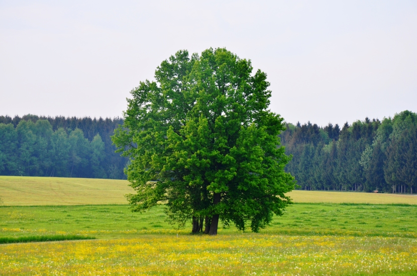Baum beim Flurnsbach. Mein Lebensbaum, bei dem ich mir Kraft holen kann und meine Ruhe finde. Fotografiert bei uns hinterm Haus am 01.06.2015