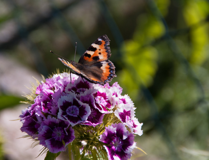 Hingabe an das Leben, sowie dieser Schmetterling auf dem Bild von Romana Huber