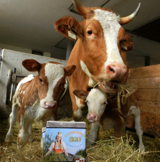Unsere Kuh Enza mit ihren Zwillingskälbern und der Bio-Heumilch-Schokolade