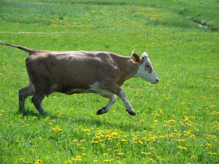 Bio Heuregion - Kuh springt auf der Weide