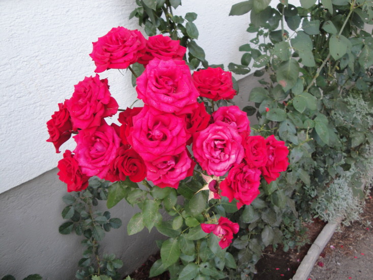 Rosen im Garten blühen nur, wenn wir etwas TUN