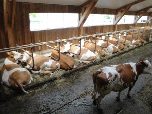 Welttierschutztag Schlafen und ruhen entweder im Strohmistbett oder auf Kuhmatratzen
