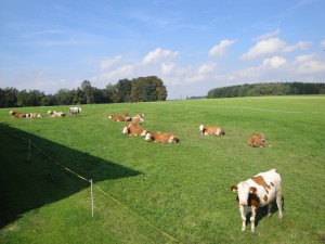 Kühe können Tag und Nacht vom Stall oder Auslauf auf die Weide
