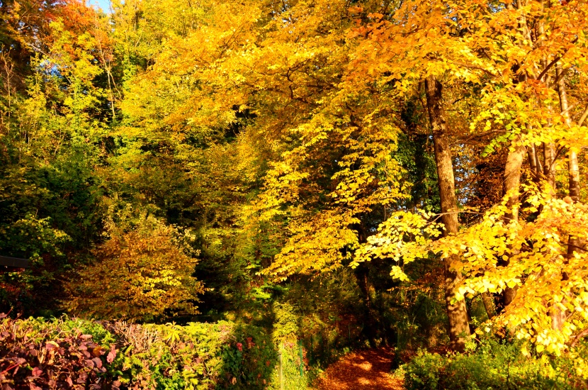 Goldener Herbst bringt Schönheit und Lebensfreude