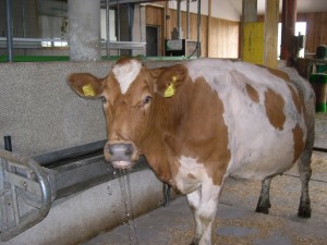 Kuh Vera nach Wasser trinken frisches Trinkwasser gibt’s ebenfalls rund um die Uhr