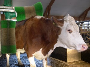 Wellness für Kühe, die Massagebürste steht ebenfalls Tag und Nacht zur Verfügung