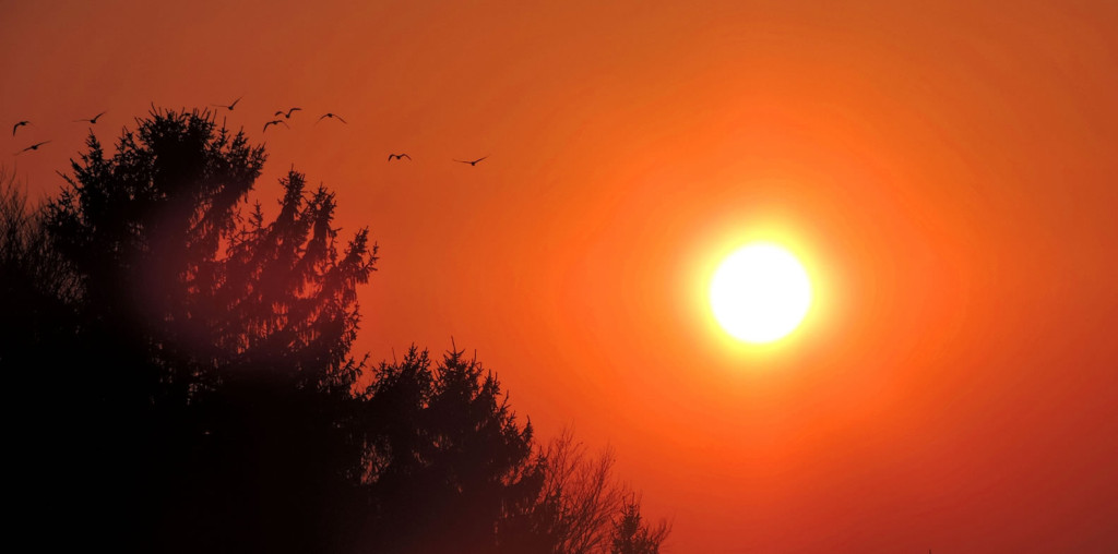 Sonnenuntergang mit Vögel Bio-Heu-Region März 2015