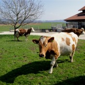 Auf der Weide
