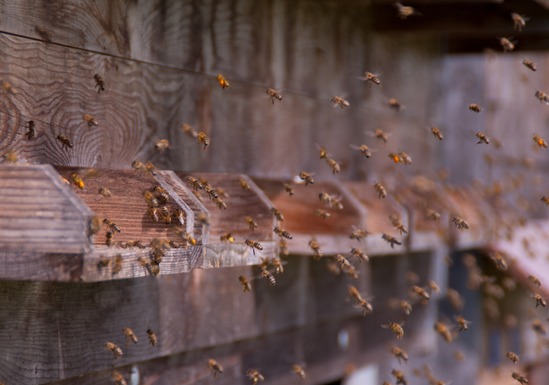 Bienen - Foto von Romana Huber