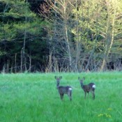 Rehe