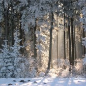 Winterwald